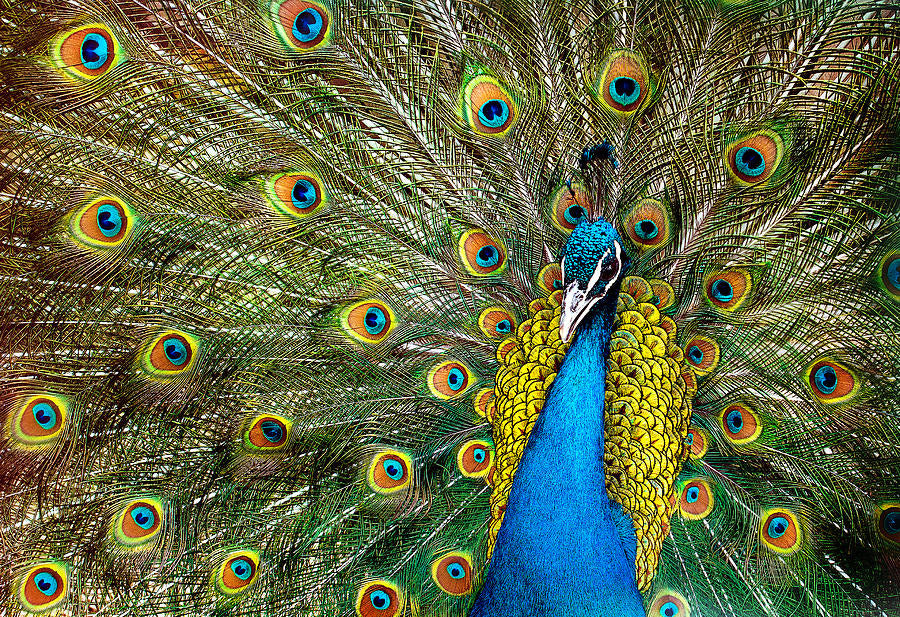 Charming Peacock - Wooden Jigsaw Puzzle - A3 - Wooden Gift Packaging - image 0